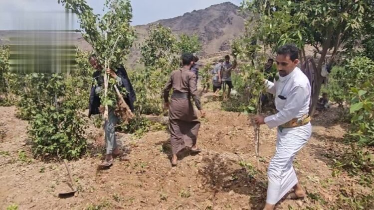 An initiative to replace the khat tree with coffee seedlings in Jabal al-Sharq in Dhamar – Al-Thawra Net