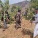 An initiative to replace the khat tree with coffee seedlings in Jabal al-Sharq in Dhamar – Al-Thawra Net