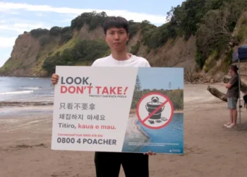 ‘They come with buckets, hammers’: New Zealand’s coastal foragers spark debate on free seafood, race