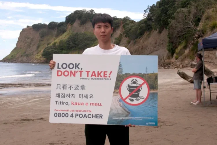 ‘They come with buckets, hammers’: New Zealand’s coastal foragers spark debate on free seafood, race