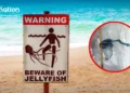 Krabi bans swimming after Portuguese man o’ war found