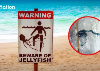 Krabi bans swimming after Portuguese man o’ war found