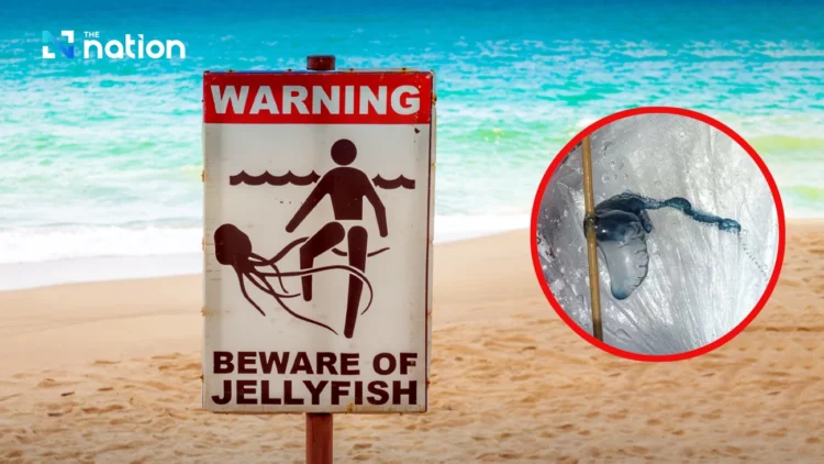 Krabi bans swimming after Portuguese man o’ war found