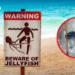 Krabi bans swimming after Portuguese man o’ war found