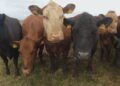 18 cattle die in Pärnu County BRSV outbreak | News