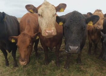 18 cattle die in Pärnu County BRSV outbreak | News