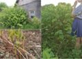 The gardeners admired, unaware of what was to come: “To completely eradicate them is almost impossible”