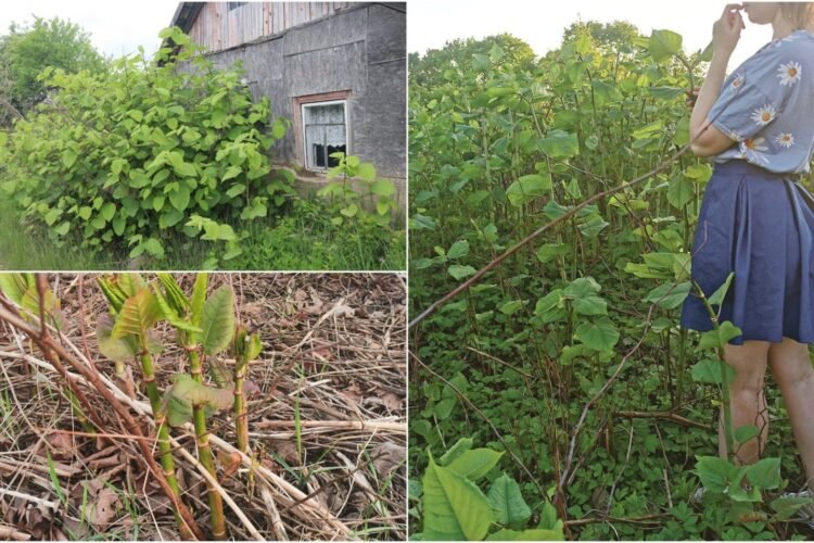 The gardeners admired, unaware of what was to come: “To completely eradicate them is almost impossible”
