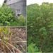 The gardeners admired, unaware of what was to come: “To completely eradicate them is almost impossible”