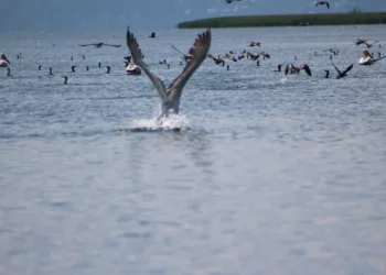 UNESCO declares Lake Shkodra a world biosphere reserve