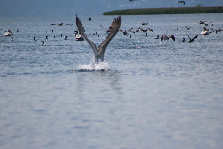UNESCO declares Lake Shkodra a world biosphere reserve