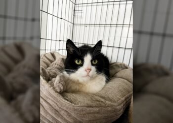 After the death of the owner, the cat was condemned to the worst: the cat, who was on the verge of death, only asks for one thing