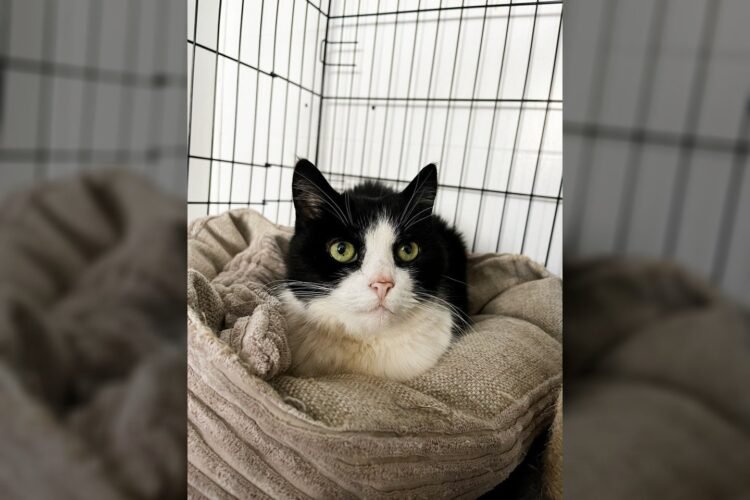 After the death of the owner, the cat was condemned to the worst: the cat, who was on the verge of death, only asks for one thing