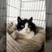 After the death of the owner, the cat was condemned to the worst: the cat, who was on the verge of death, only asks for one thing