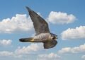 Kuwait produces first homebred peregrine falcon