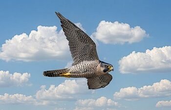 Kuwait produces first homebred peregrine falcon