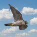 Kuwait produces first homebred peregrine falcon