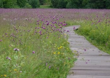 16:35 Nature Don’t miss the opportunity: this educational trail is now a real festival of colors