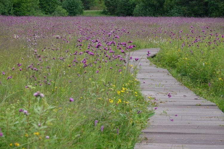 16:35 Nature Don’t miss the opportunity: this educational trail is now a real festival of colors