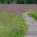 16:35 Nature Don’t miss the opportunity: this educational trail is now a real festival of colors