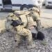 IN BRIEF: FSB thwarts terrorist attack in Russia’s southern city of Novorossiysk – Society & Culture