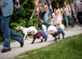 Charity dog walking event organizer: Pet owners increasingly having trouble | News