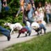 Charity dog walking event organizer: Pet owners increasingly having trouble | News