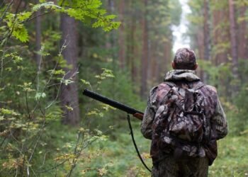 In the north of Moldova, poachers shot two moose. Police are investigating