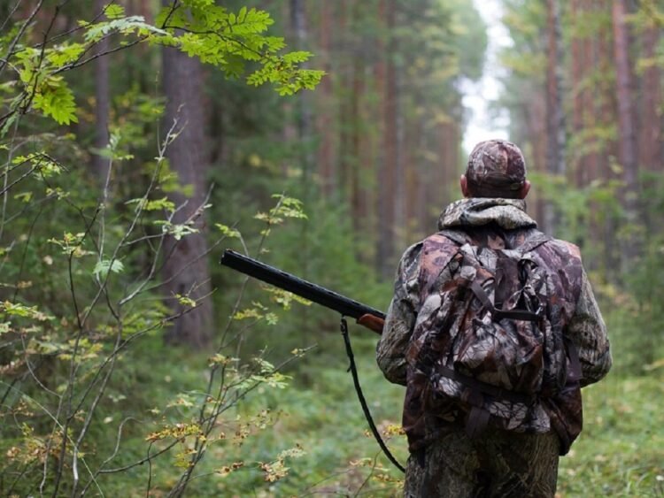 In the north of Moldova, poachers shot two moose. Police are investigating