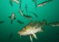 Cut by 1% in cod and 20% in haddock
