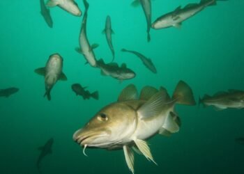 Cut by 1% in cod and 20% in haddock