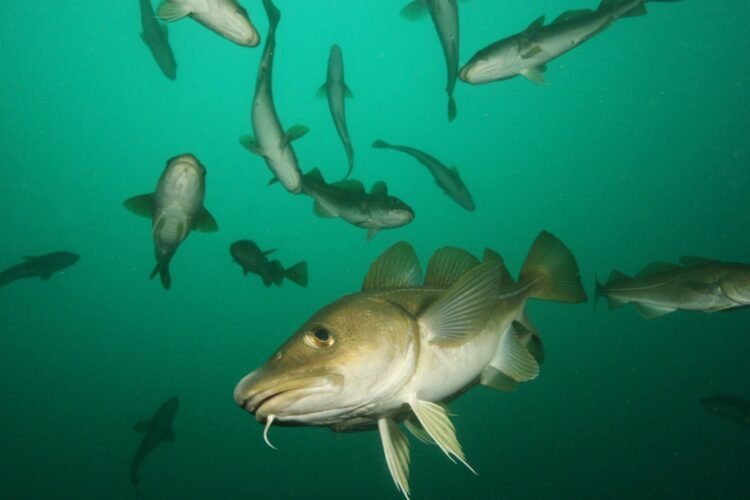 Cut by 1% in cod and 20% in haddock