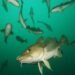 Cut by 1% in cod and 20% in haddock
