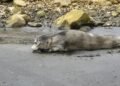 Seal resting on the shore at Þórshöfn