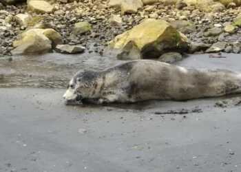 Seal resting on the shore at Þórshöfn