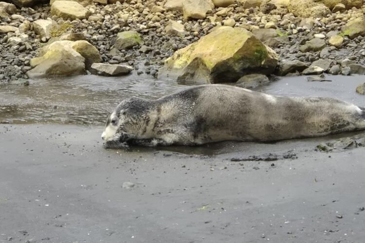 Seal resting on the shore at Þórshöfn