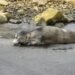 Seal resting on the shore at Þórshöfn
