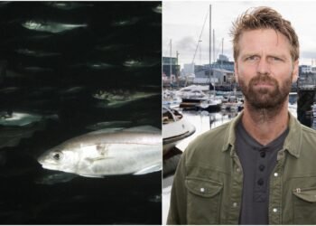 Terrible disappointment with the haddock