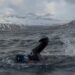 Willing to be the first to swim Lagarfljót