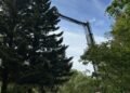 Krumma saved who was stuck in a tree