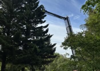 Krumma saved who was stuck in a tree
