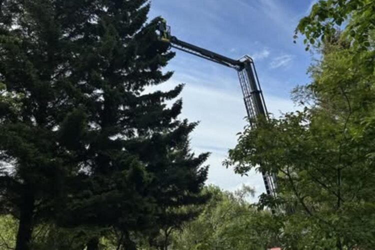 Krumma saved who was stuck in a tree
