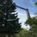 Krumma saved who was stuck in a tree