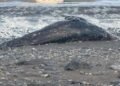 Emaciated grey whales washing up on B.C. beaches ‘canary in coal mine,’ researcher warns