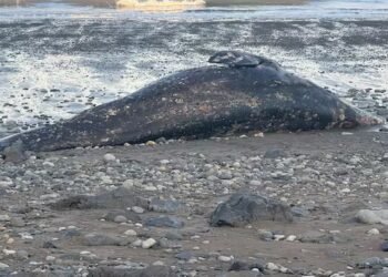Emaciated grey whales washing up on B.C. beaches ‘canary in coal mine,’ researcher warns