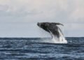 Whale sighting changes tourism in Ilhabela – 06/06/2026 – Daily Life