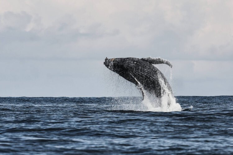 Whale sighting changes tourism in Ilhabela – 06/06/2026 – Daily Life