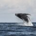 Whale sighting changes tourism in Ilhabela – 06/06/2026 – Daily Life