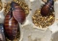 Over 100,000 illegal cockroaches confiscated in Australia bug bust