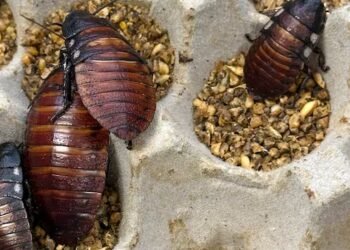 Over 100,000 illegal cockroaches confiscated in Australia bug bust